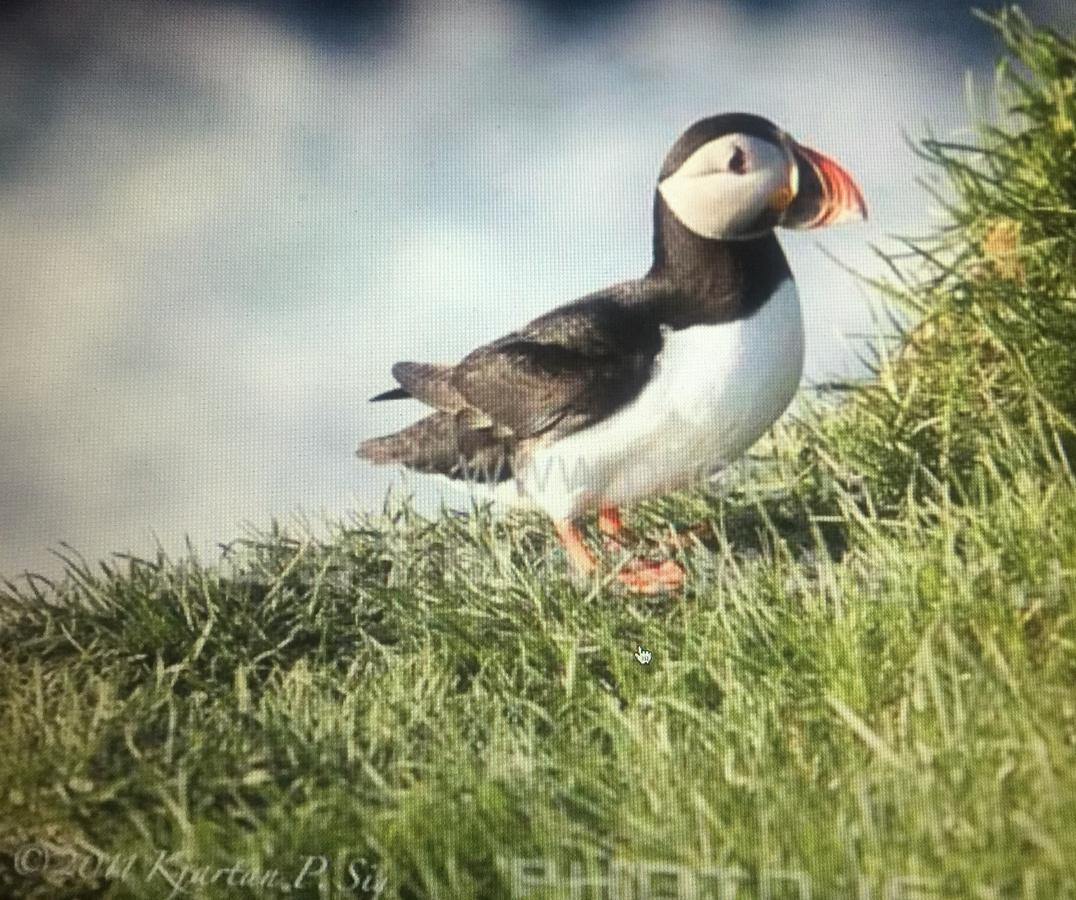Puffin Nest Capsule Hostel Vestmannaeyjar Eksteriør bilde